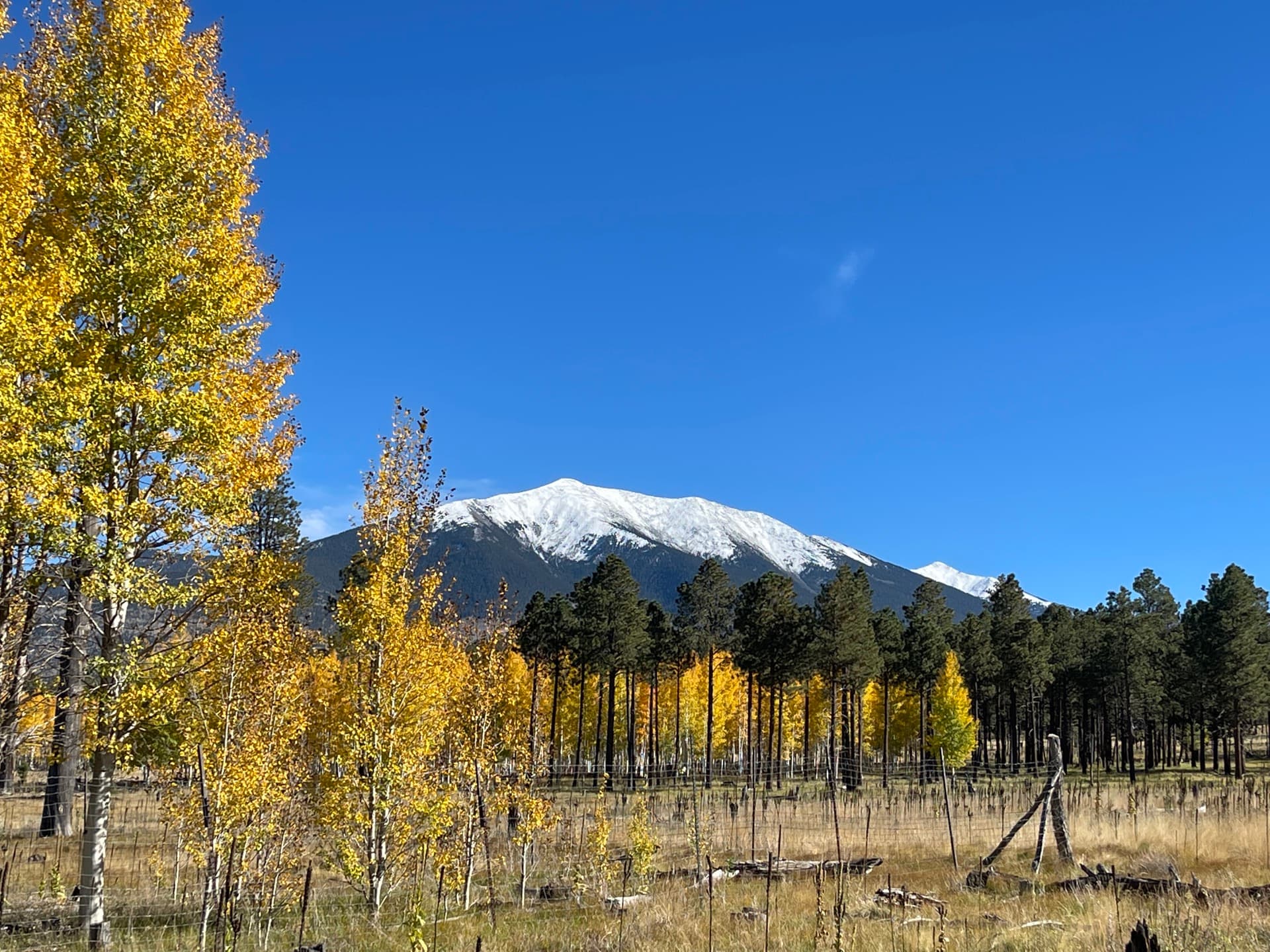 Fall aspens with snow-capped San Francisco Peaks