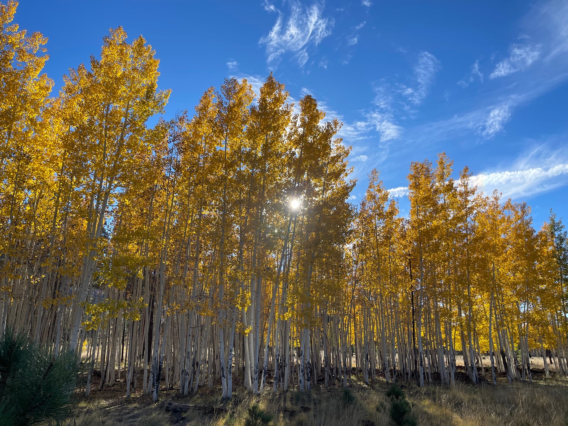Golden aspen grove with sunlight