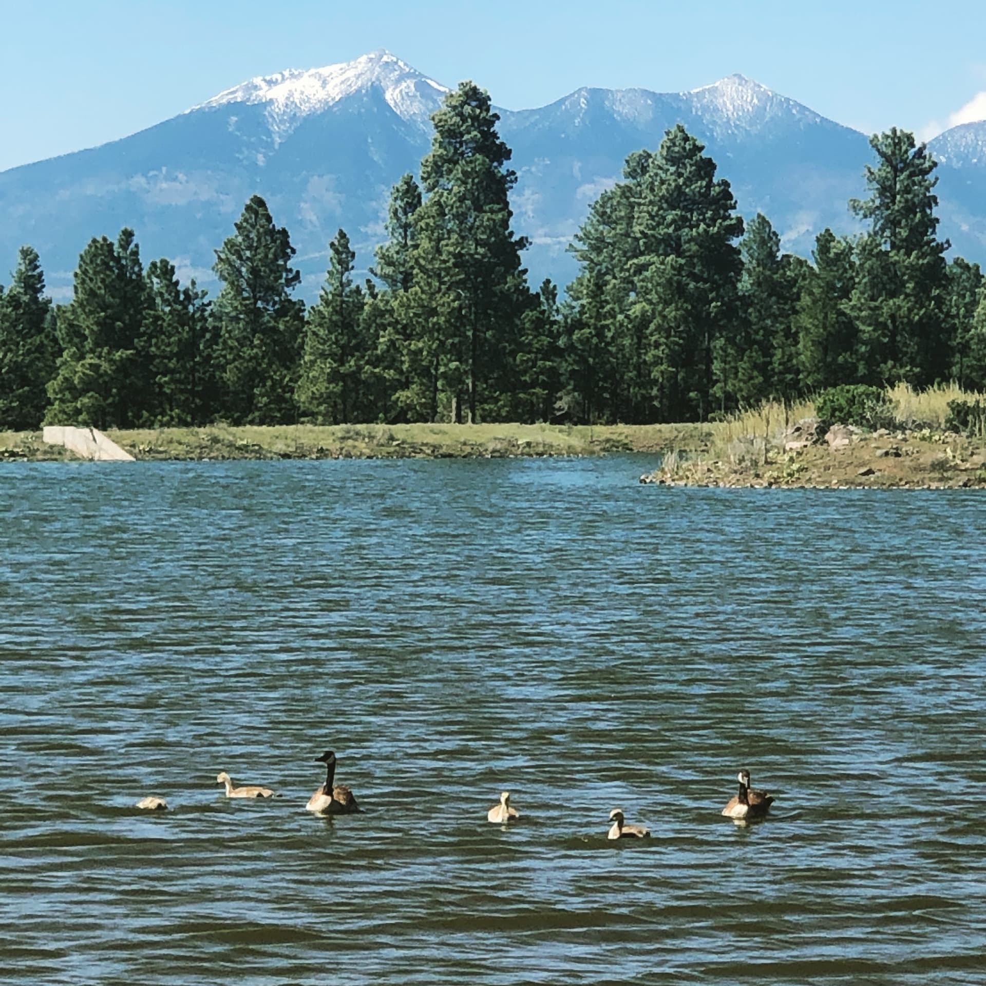 Wildflower fields near Flagstaff lake