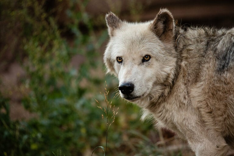 Wildlife at Bearizona drive-through animal park in Williams, Arizona