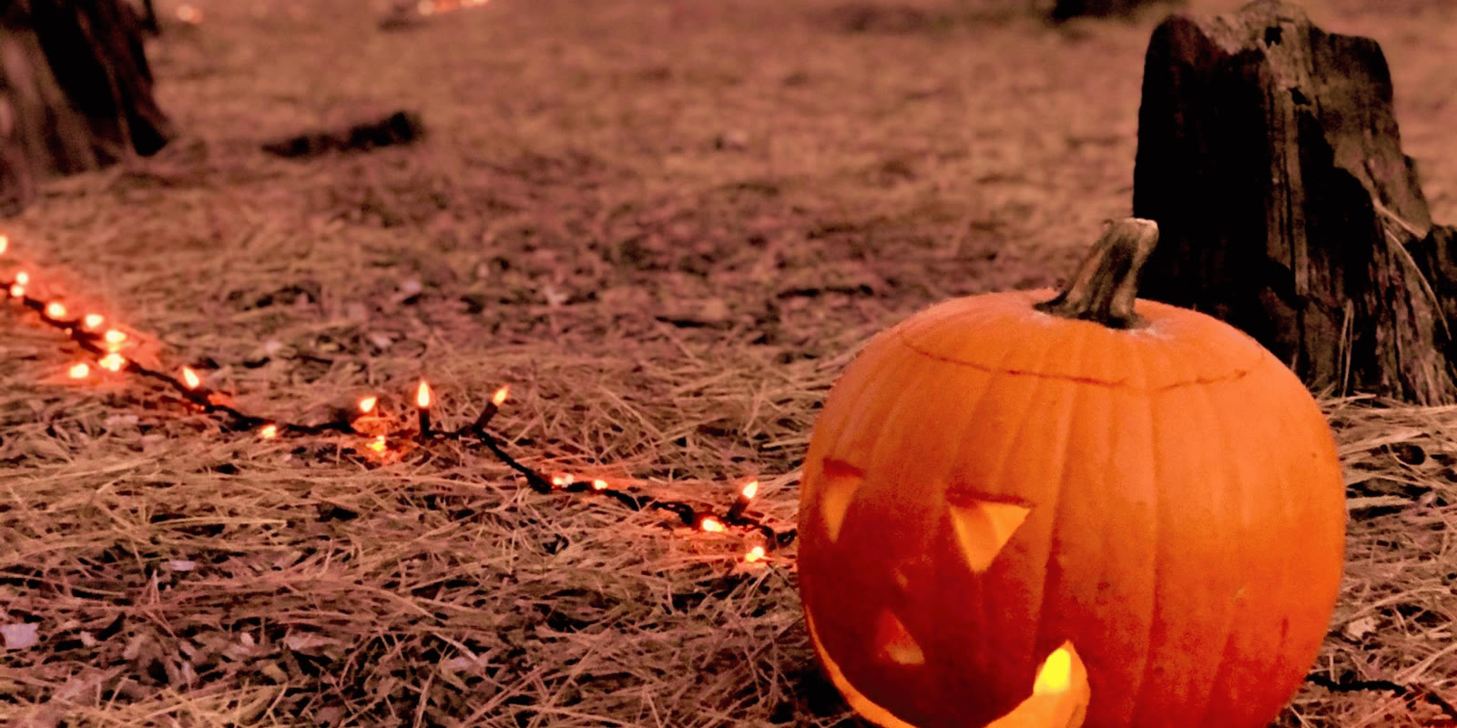 Lit pumpkins at the Arboretum at Flagstaff Pumpkin Walk