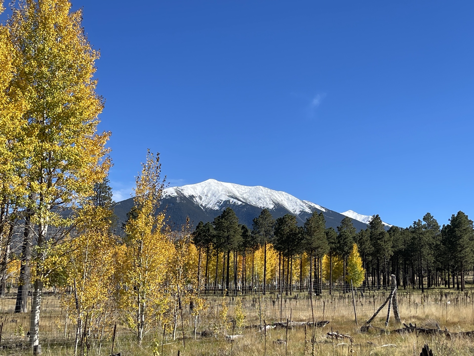 Golden aspens with snow-dusted San Francisco Peaks