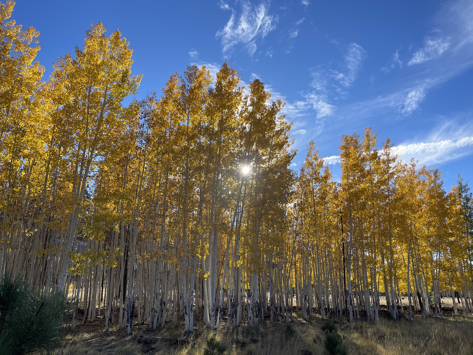 Golden aspen grove near Flagstaff at peak fall color